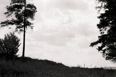 Monochrome forest scene with two tall coniferous trees framing a misty, sloping hillside. Dense foliage and low-lying vegetat...