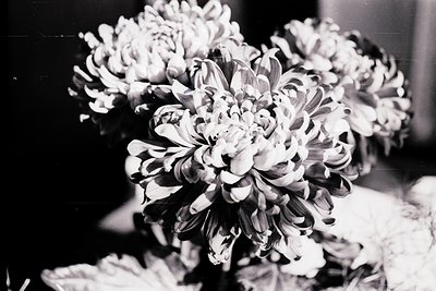 Vintage black-and-white close-up of a bouquet of chrysanthemums in full bloom, soft focus with delicate petal textures. Likel...