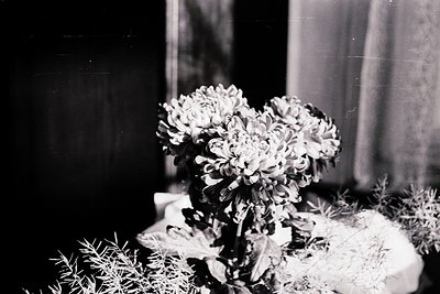 Vintage black-and-white bouquet of chrysanthemums in a simple ceramic vase, placed on a textured surface with dried foliage. ...