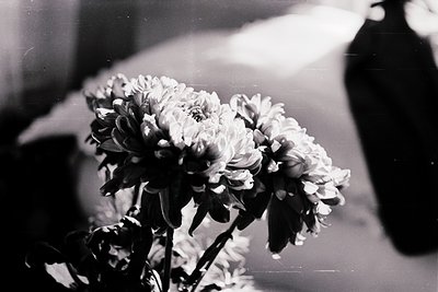 Vintage black-and-white bouquet of chrysanthemums in soft focus, likely mid-20th century. Delicate petals and blurred backgro...