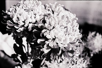 Close-up of a bouquet of white chrysanthemums in monochrome, likely vintage due to grainy texture and sepia-toned edges. Eleg...