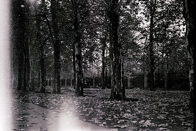 Vintage black-and-white shot of a dense forest pathway with fallen leaves, framed by towering trees. Distant fence and low-ly...