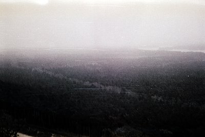 Vintage black-and-white aerial view of dense forest under hazy skies, likely mid-20th century. Dense tree canopy stretches to...