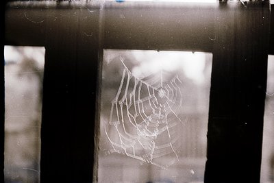 Vintage close-up of a spiderweb on frosted glass, framed by dark window panes. Symmetrical patterns and dew droplets enhance ...