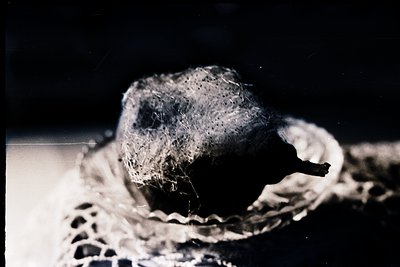 Close-up of a snake’s head with matted, tangled fur-like scales, likely a python or boa constrictor. Vintage film grain and s...