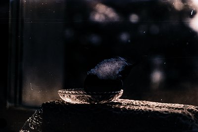 A close-up of a small, dark bird perched on a woven basket handle, silhouetted against a blurred, light-filled window. The ba...