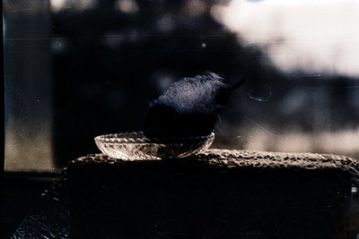 Silhouetted bird perched on a woven basket handle, backlit by sunlight. High-contrast lighting emphasizes texture and form. L...