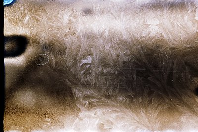 Close-up of a vintage film strip showing a blurred, textured furry surface—likely a dog’s face. Sepia-toned, indicative of ea...