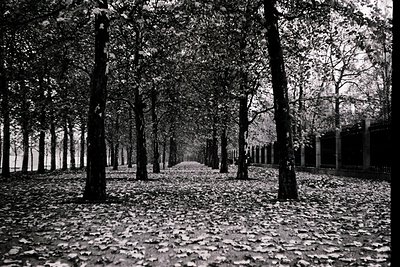 A monochrome alley of mature trees with dense foliage framing a sunlit pathway, covered in fallen leaves. The perspective emp...