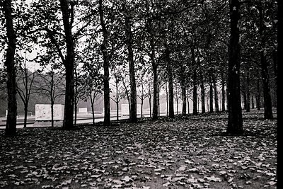 Symmetrical row of mature trees lining a paved path, framed by autumn leaves in black-and-white. Distant modernist building v...