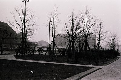 Urban plaza with pruned trees in geometric rows, likely for winter/summer maintenance. Bus and streetlamps suggest public tra...