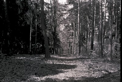 Dense forest pathway flanked by tall, slender trees with autumn foliage. High-contrast black-and-white composition highlights...