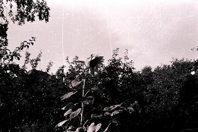 Vintage black-and-white shot of a bird perched on foliage, framed by dense greenery and a blurred sky. Likely mid-20th centur...