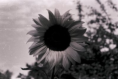 Vintage black-and-white close-up of a sunflower in full bloom, captured with soft focus and film grain. Petals radiate symmet...
