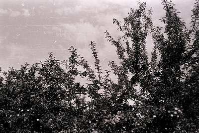 Vintage black-and-white photo of dense, leafy trees framing a blurred sky, likely mid-20th century. The composition suggests ...