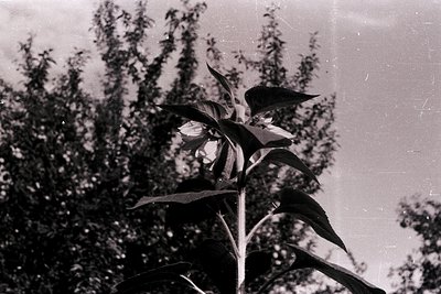 Vintage black-and-white close-up of a sunflower in bloom, captured through a slightly scratched or textured surface. The peta...