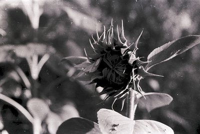 Close-up of a mature sunflower head with spiky bracts and fading petals, captured in vintage black-and-white. Distinctive see...