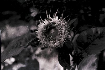 Close-up of a sunflower head in high-contrast black-and-white, showcasing spiky petals and central disc. Natural lighting enh...