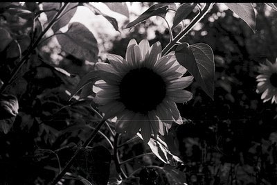 Vintage black-and-white close-up of a sunflower in full bloom, captured with soft focus and film grain. The petals radiate sy...