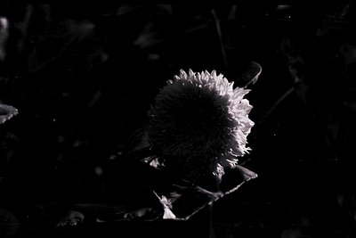 Close-up black-and-white shot of a sunflower seed head in high contrast, showcasing intricate petal structure. Ideal for bota...