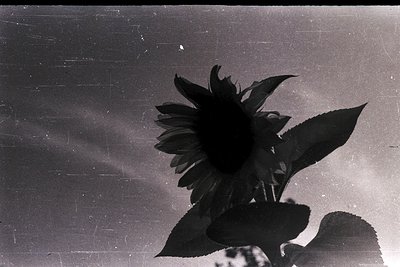 High-contrast black-and-white silhouette of a sunflower in full bloom against a textured, light-toned background. Petals radi...