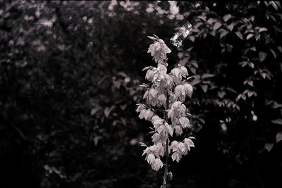 Close-up of delicate white flowers with elongated petals against a dark, blurred foliage background. Likely a vintage or arti...