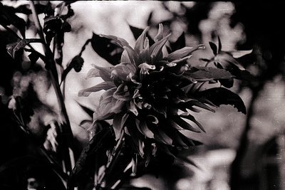 Close-up of a single, delicate flower in high-contrast black-and-white, likely a dahlia or similar ornamental bloom. Soft, bl...
