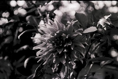 Close-up of a single dahlia bloom in high contrast black-and-white, showcasing layered petals and central disc. Soft focus en...