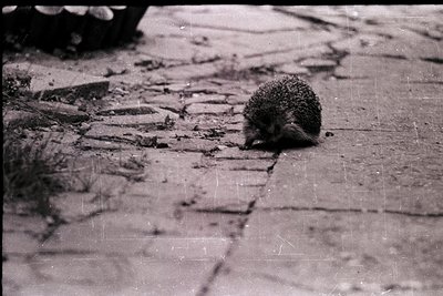 Vintage black-and-white shot of a hedgehog navigating cracked pavement, likely urban or suburban. Distressed film grain and l...