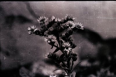 Vintage black-and-white close-up of thistle flowers against a textured, weathered wall. Bold, spiky petals contrast with roug...