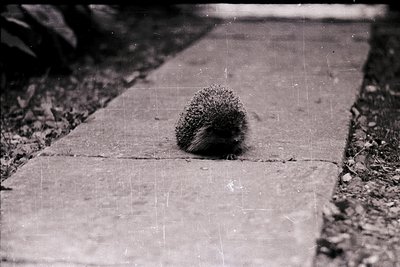 Vintage black-and-white shot of a hedgehog peeking from under a paved walkway, surrounded by gravel. The hedgehog’s spiky sil...