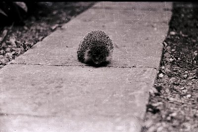 Hedgehog navigating a cracked concrete path, framed by rough gravel edges. Black-and-white vintage aesthetic suggests mid-20t...