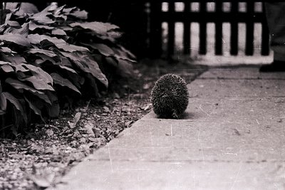 A hedgehog cautiously traverses a paved path bordered by gravel and lush foliage. Black-and-white composition highlights text...
