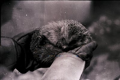 A close-up black-and-white shot of a hedgehog being gently held by gloved hands, likely for wildlife rehabilitation or veteri...