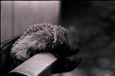 Vintage black-and-white photo of a hedgehog curled in repose on a flat surface, likely a book or ledge. Soft fur contrasts wi...