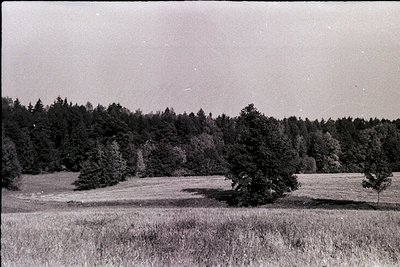 Vintage black-and-white landscape of open meadow bordered by dense coniferous forest. Tall grass and scattered trees dominate...