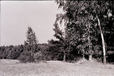 Black-and-white forest scene featuring birch and coniferous trees in a grassy clearing. Dense foliage dominates the backgroun...