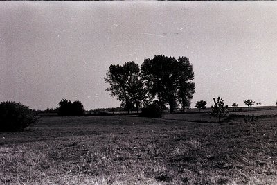 Vintage black-and-white landscape featuring a lone, dense tree in a grassy field under an overcast sky. Faint streaks suggest...