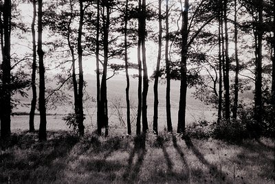 Tall coniferous trees frame a misty coastal plain, with sunlight filtering through branches. Black-and-white vintage aestheti...