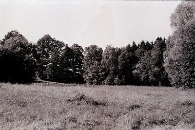 Vintage black-and-white landscape of dense forest framing a grassy meadow, likely mid-20th century. Tall trees dominate the b...