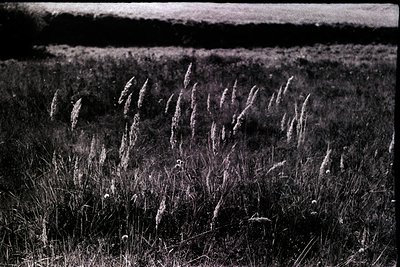 High-contrast black-and-white shot of tall grass swaying in a field, likely captured with vintage film grain. The texture and...