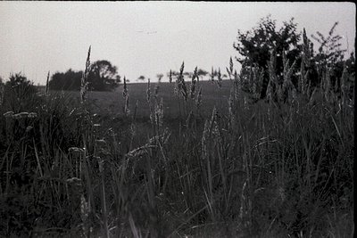 Black-and-white rural landscape featuring tall, mature grass and wildflowers in the foreground. Distant treeline and open fie...