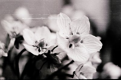 Vintage black-and-white close-up of delicate white flowers, likely peonies, with soft bokeh and film grain. Natural lighting ...