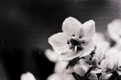Close-up of a delicate white flower with five petals, likely a magnolia or camellia, captured in black-and-white. A bee polli...