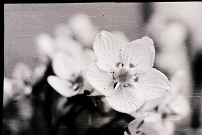 Vintage black-and-white close-up of a single white flower with five petals, likely a camellia or magnolia, captured with soft...