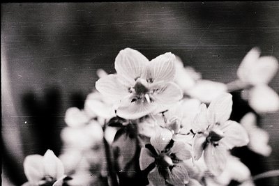 Close-up of delicate white blossoms in soft focus, likely cherry or peach flowers, captured in monochrome. The vintage aesthe...