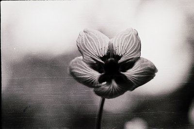 Close-up of a single, delicate flower in high-contrast black-and-white, likely a **crocus or anemone**. Soft focus and vintag...