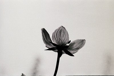 Close-up of a single, delicate flower in high-contrast black-and-white. Petals spread symmetrically with a central stem, like...