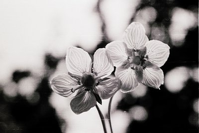 Close-up of two blooming white flowers, likely dogwood (*Cornus florida*), captured in high-contrast black-and-white. Delicat...