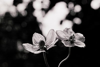Close-up of delicate white flowers (likely *Clematis* or *Ranunculus*) in soft focus, captured in black-and-white. The shallo...